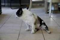 ShaKoirri , a female French Bulldog for sale in Tampa, FL – Photo 3 of 5