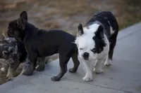 ShaKoirri , a female French Bulldog for sale in Tampa, FL – Photo 5 of 5