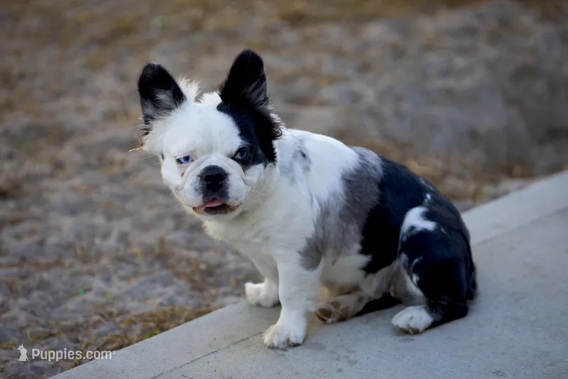 ShaKoirri  – French Bulldog puppy for sale in Tampa, FL