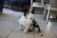 ShaKoirri , a female French Bulldog for sale in Tampa, FL – Photo 2 of 5