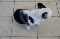 ShaKoirri , a female French Bulldog for sale in Tampa, FL – Photo 4 of 5