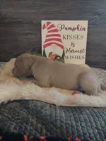 Belladonna, a female Great Dane for sale in Conway, AR – 2 of 5