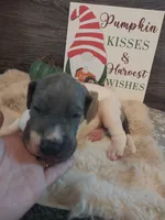 Thorn, a male Great Dane for sale in Conway, AR – 4 of 9