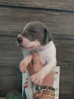 Ivy, a female Great Dane for sale in Conway, AR – 6 of 6