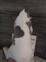 Thorn, a male Great Dane for sale in Conway, AR – 9 of 9