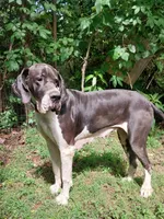 Lilly, a female Great Dane for sale in Conway, AR – 6 of 10
