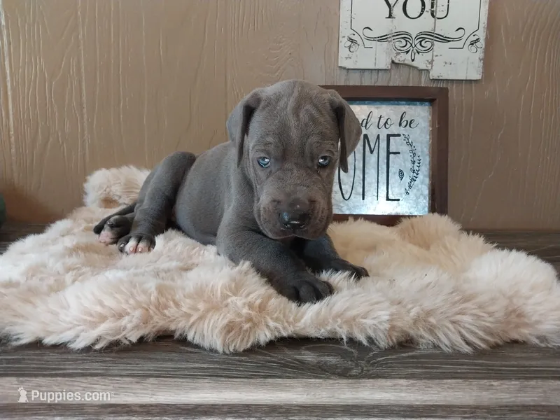 Moon Flower – Great Dane puppy on hold in Conway, AR