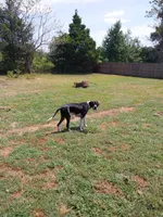 Lilly, a female Great Dane for sale in Conway, AR – 10 of 10