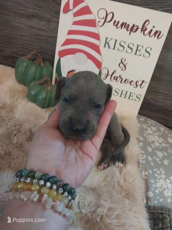 Moon Flower – Great Dane puppy for sale in Conway, AR