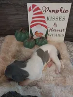 Thorn, a male Great Dane for sale in Conway, AR – 5 of 9