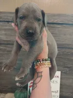 Moon Flower, a male Great Dane for sale in Conway, AR – 5 of 6