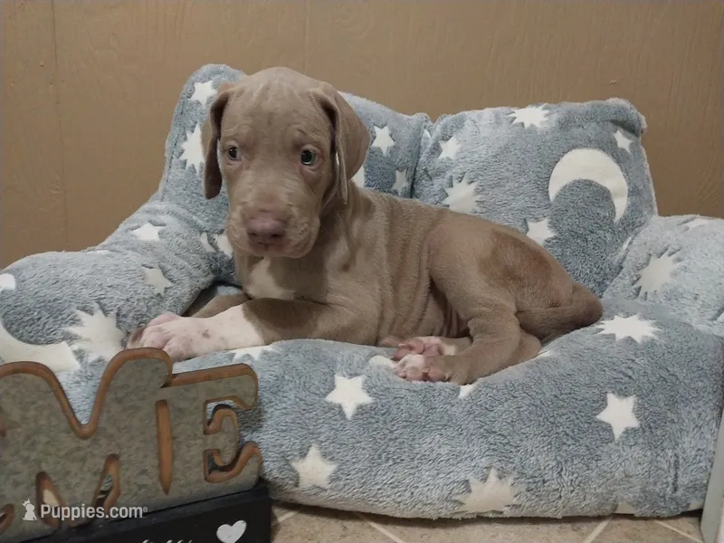 Belladonna – Great Dane puppy for sale in Conway, AR