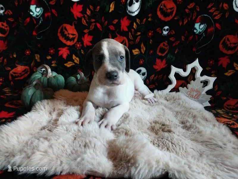 Ivy – Great Dane puppy for sale in Conway, AR