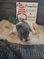 Thorn, a male Great Dane for sale in Conway, AR – 2 of 9