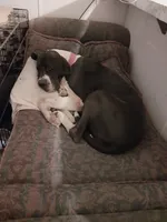 Lilly, a female Great Dane for sale in Conway, AR – 9 of 10