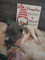 Thorn, a male Great Dane for sale in Conway, AR – 3 of 9