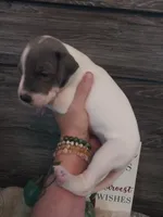 Ivy, a female Great Dane for sale in Conway, AR – 3 of 6