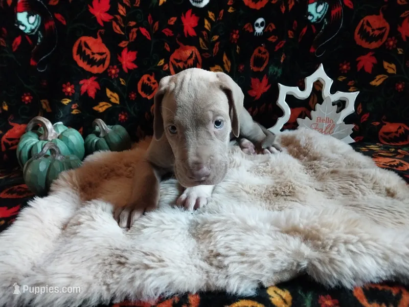 Belladonna – Great Dane puppy for sale in Conway, AR