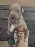 Belladonna, a female Great Dane for sale in Conway, AR – 4 of 5