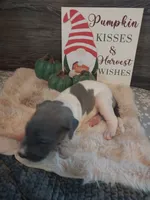 Thorn, a male Great Dane for sale in Conway, AR – 6 of 9