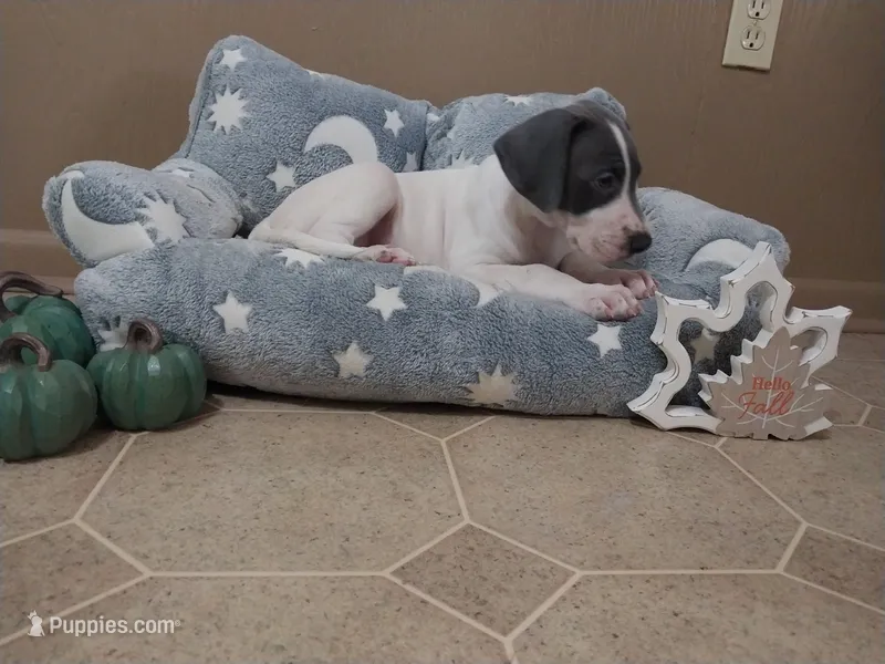 Ivy – Great Dane puppy for sale in Conway, AR