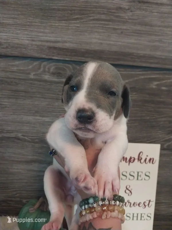 Ivy – Great Dane puppy for sale in Conway, AR