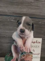 Ivy, a female Great Dane for sale in Conway, AR – 1 of 6
