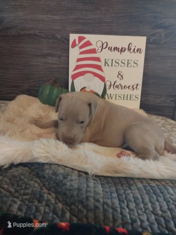 Belladonna – Great Dane puppy for sale in Conway, AR