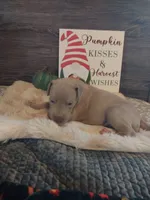 Belladonna, a female Great Dane for sale in Conway, AR – 1 of 5
