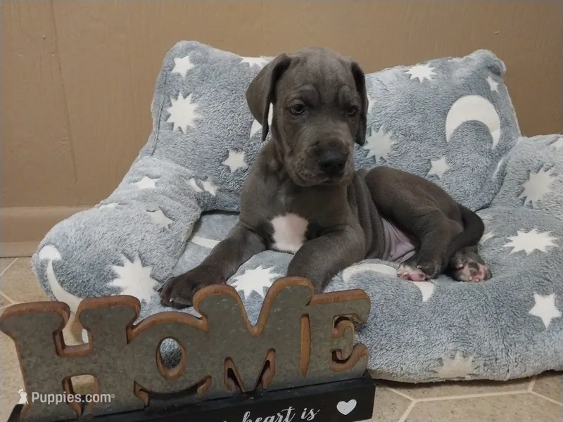 Moon Flower – Great Dane puppy for sale in Conway, AR