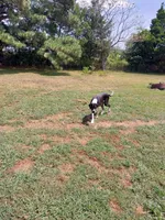 Lilly, a female Great Dane for sale in Conway, AR – 2 of 10