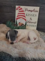 Ivy, a female Great Dane for sale in Conway, AR – 2 of 6