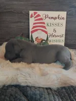 Moon Flower, a male Great Dane for sale in Conway, AR – 3 of 6