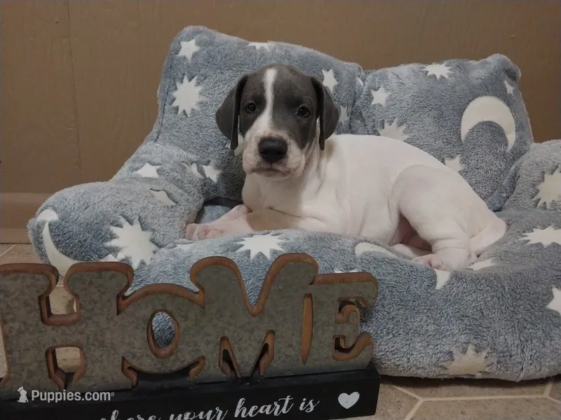 Ivy – Great Dane puppy for sale in Conway, AR