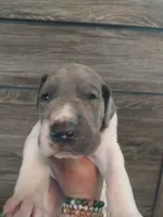 Thorn, a male Great Dane for sale in Conway, AR – 7 of 9