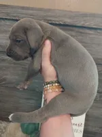 Moon Flower, a male Great Dane for sale in Conway, AR – 4 of 6