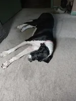 Lilly, a female Great Dane for sale in Conway, AR – 4 of 10