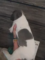 Thorn, a male Great Dane for sale in Conway, AR – 8 of 9