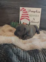 Moon Flower, a male Great Dane for sale in Conway, AR – 2 of 6
