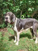 Lilly, a female Great Dane for sale in Conway, AR – 7 of 10