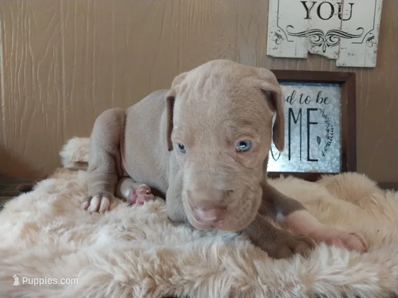 Belladonna – Great Dane puppy for sale in Conway, AR