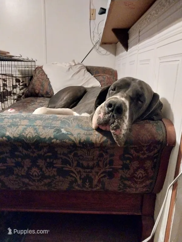 Lilly – Great Dane puppy for sale in Conway, AR
