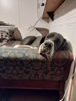 Lilly, a female Great Dane for sale in Conway, AR – 1 of 10