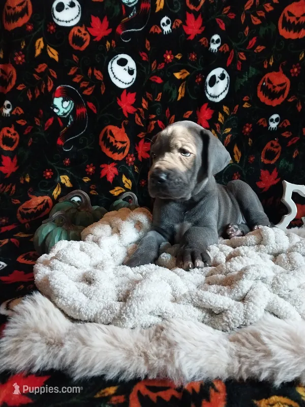 Moon Flower – Great Dane puppy for sale in Conway, AR