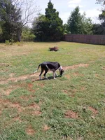 Lilly, a female Great Dane for sale in Conway, AR – 8 of 10