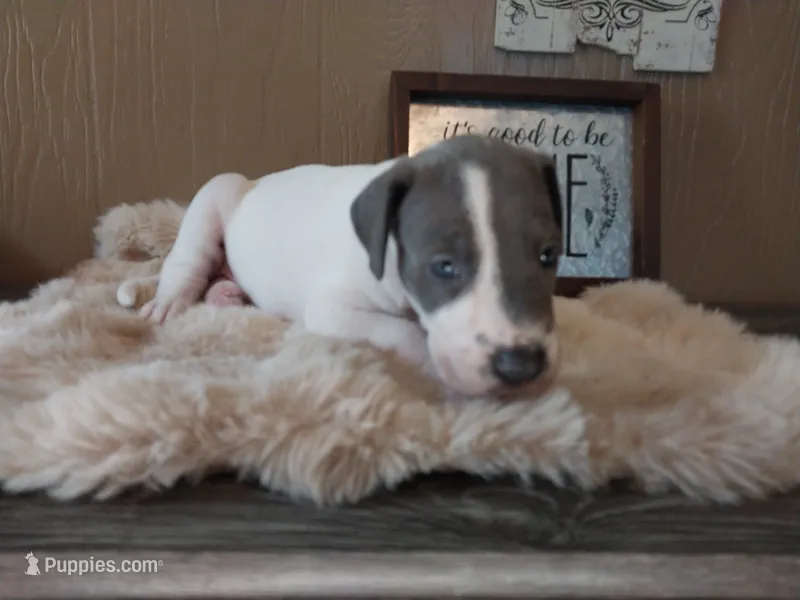 Ivy – Great Dane puppy for sale in Conway, AR