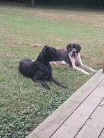 Lilly, a female Great Dane for sale in Conway, AR – 3 of 10