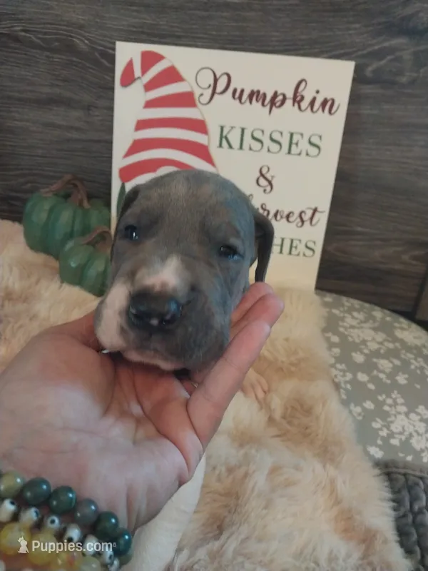 Thorn – Great Dane puppy for sale in Conway, AR