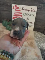 Thorn, a male Great Dane for sale in Conway, AR – 1 of 9