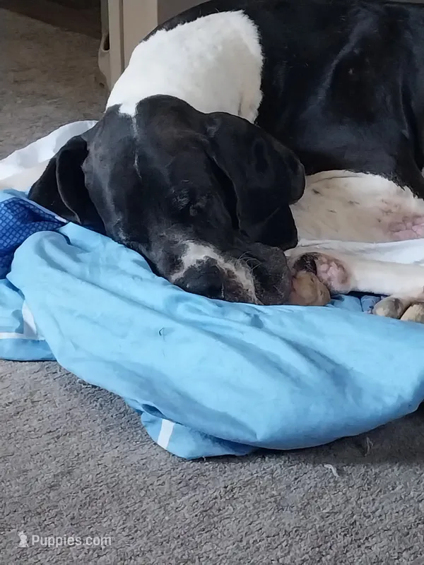 Lilly – Great Dane puppy for sale in Conway, AR